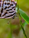 Castalius rosimon, the common Pierrot, is a small butterfly found in India that belongs to the lycaenids, or blues family.ÃÂ 